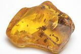 Fossil Wasp (Hymenoptera) In Baltic Amber #207512-3
